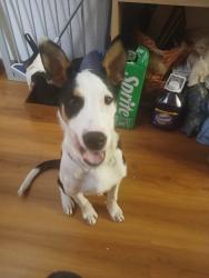 Lost Male Dog last seen Hesperian Blvd San Lorenzo, ca, San Lorenzo, CA 94580