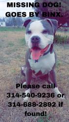 Lost Male Dog last seen Lamar parkway, old Grey summit rd, Pacific, MO 63069