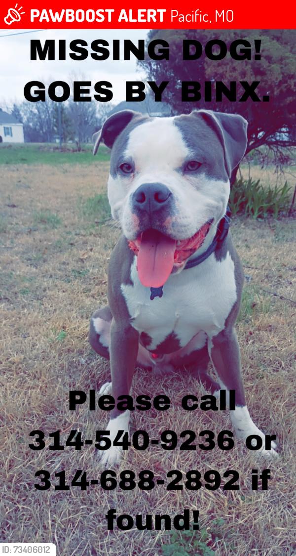 Lost Male Dog last seen Lamar parkway, old Grey summit rd, Pacific, MO 63069