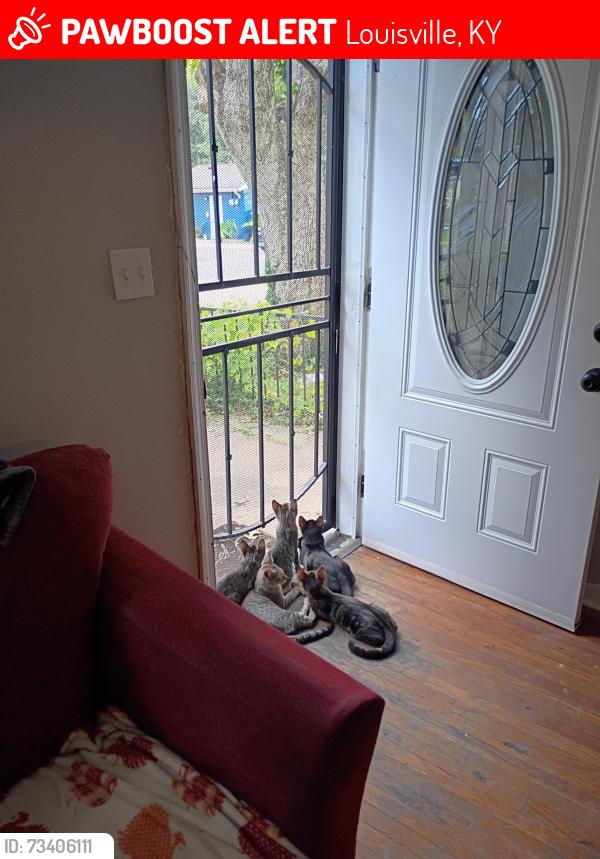 Lost Male Cat last seen Near Euclid Ave and Dixie Highway, Louisville, KY 40272