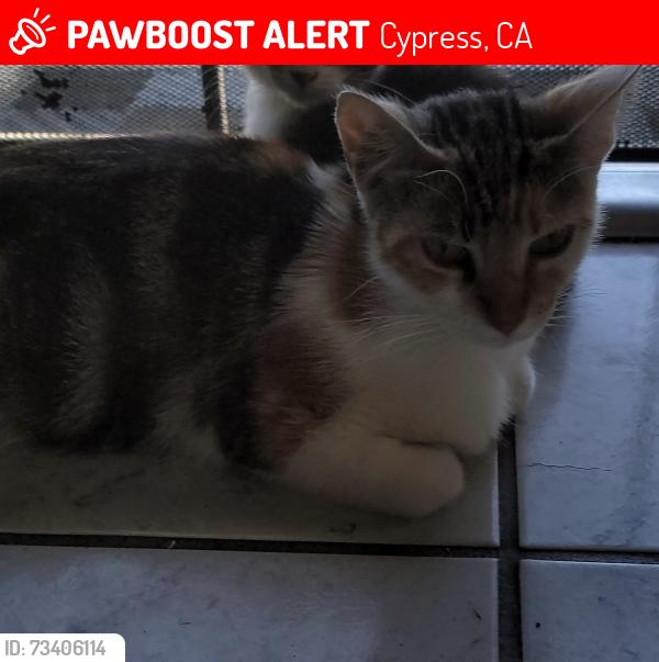 Lost Female Cat last seen Orange ave and valley view st, Cypress, CA 90630