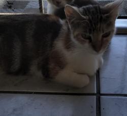 Lost Female Cat last seen Orange ave and valley view st, Cypress, CA 90630