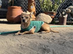 Lost Female Dog last seen Belle Terrace & McDonald, Bakersfield, CA 93309