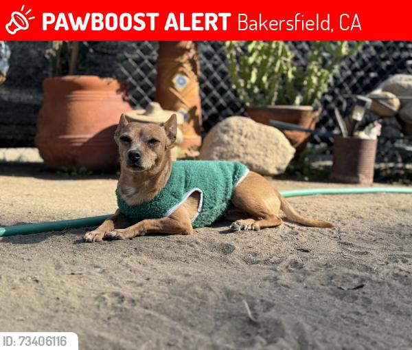 Lost Female Dog last seen Belle Terrace & McDonald, Bakersfield, CA 93309
