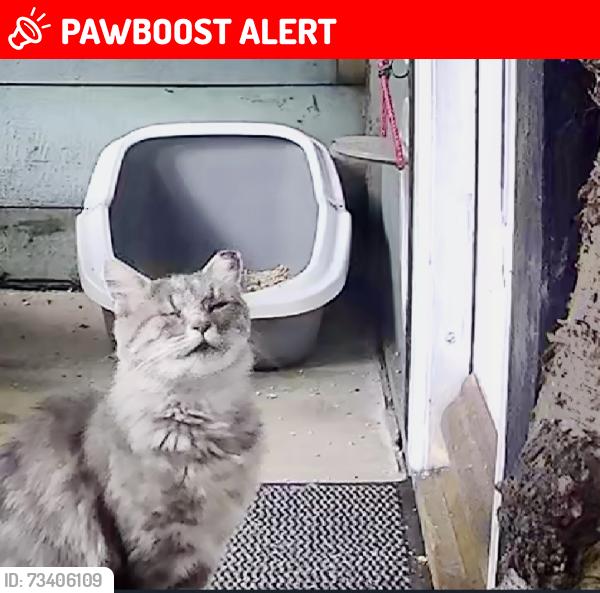 Lost Female Cat last seen ABERGELE ST DAVIDS ROAD, Conwy Principal Area, Wales LL22 7TR