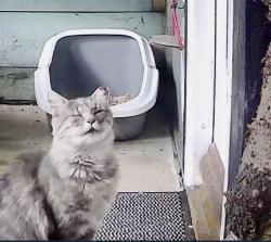 Lost Female Cat last seen ABERGELE ST DAVIDS ROAD, Conwy Principal Area, Wales LL22 7TR