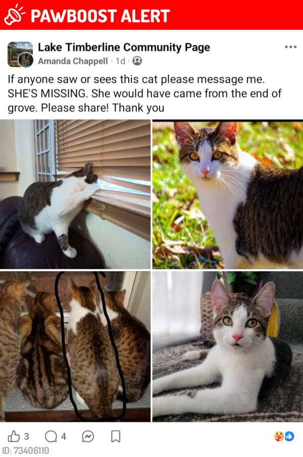 Lost Female Cat last seen Lake Timberline, Lake Timberline, MO 63628