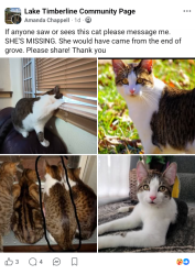 Lost Female Cat last seen Lake Timberline, Lake Timberline, MO 63628