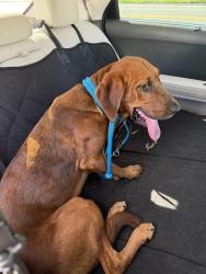 Found/Stray Female Dog last seen 16th Street N, 5th Ave S, St. Petersburg, FL 33705