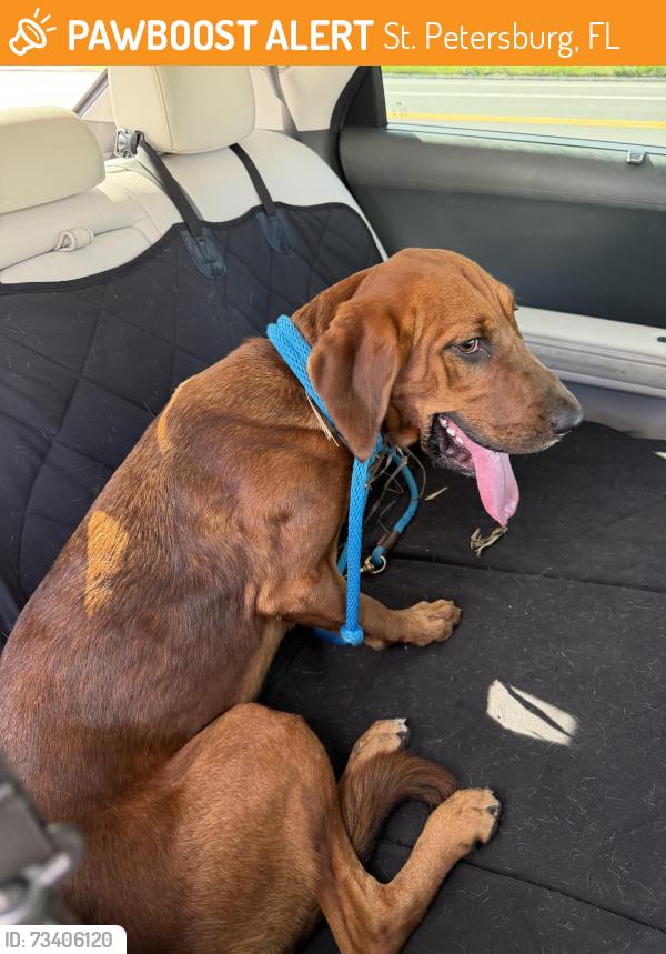 Found/Stray Female Dog last seen 16th Street N, 5th Ave S, St. Petersburg, FL 33705