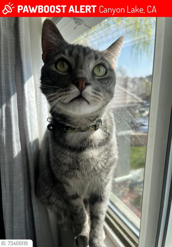 Lost Male Cat last seen Wildcat Canyon, Menifee, Canyon Lake, CA 92587