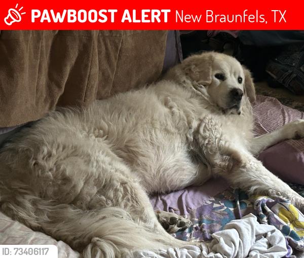 Lost Male Dog last seen Near Misty Hollow, New Braunfels, TX 78132