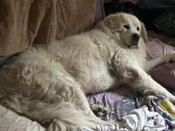 Lost Male Dog last seen Near Misty Hollow, New Braunfels, TX 78132