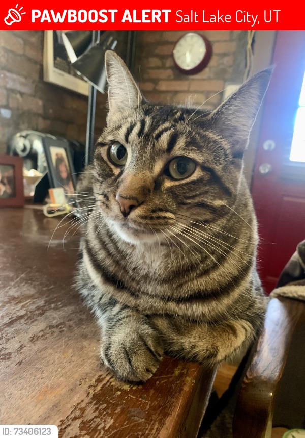Lost Male Cat last seen South Temple, 600 E, Salt Lake City, UT 84102