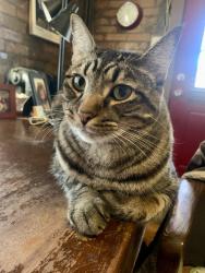 Lost Male Cat last seen South Temple, 600 E, Salt Lake City, UT 84102