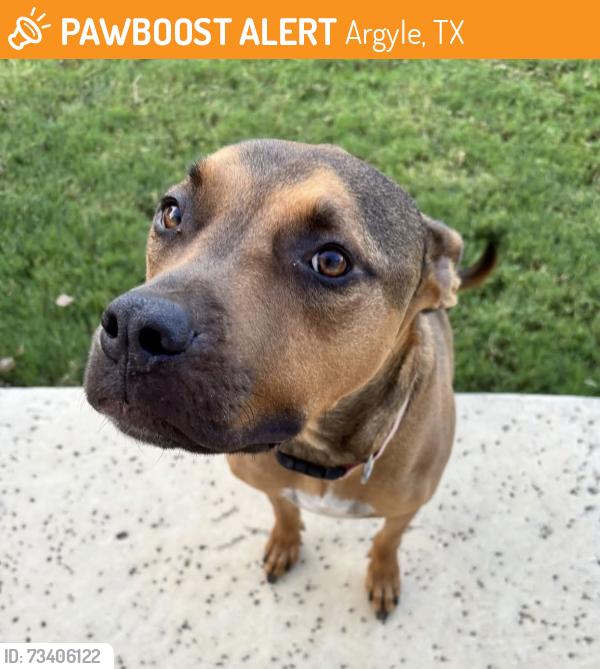 Found/Stray Male Dog last seen Waterbrook subdivision, Argyle, TX 76226