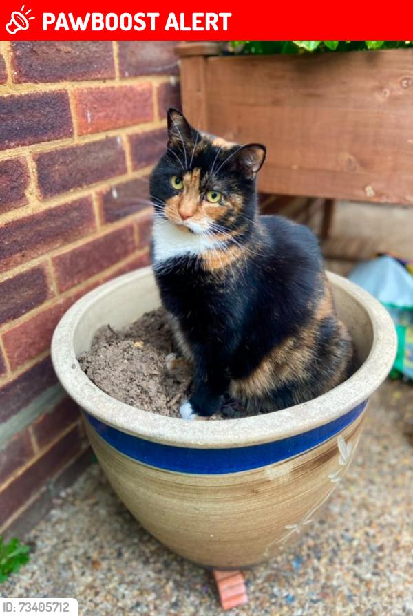 Lost Female Cat last seen Jenkins Avenue, Bricket Wood, England AL2 3SB