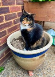 Lost Female Cat last seen Jenkins Avenue, Bricket Wood, England AL2 3SB