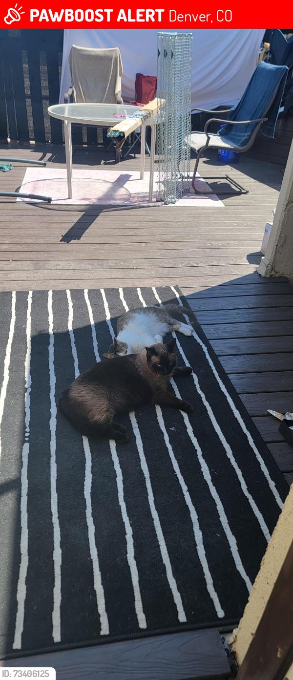 Found/Stray Male Cat last seen Parker and Iliff Behind Rocky Mountain Human Resources, Denver, CO 80231
