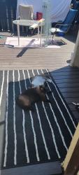 Found/Stray Male Cat last seen Parker and Iliff Behind Rocky Mountain Human Resources, Denver, CO 80231