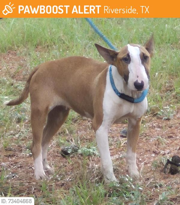 Found/Stray Female Dog last seen Boat launch Trinity river, Riverside, TX 77367
