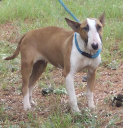 Found/Stray Female Dog last seen Boat launch Trinity river, Riverside, TX 77367
