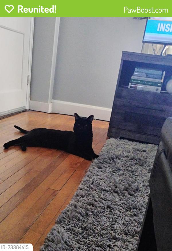 Reunited Unknown Cat last seen Basketball court, Quincy, MA 02169