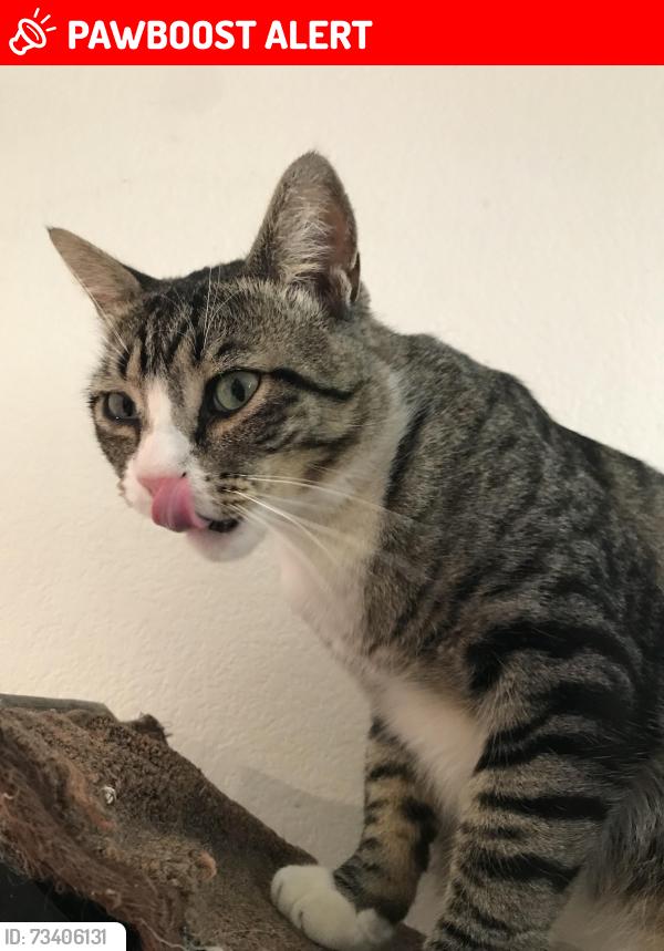 Lost Male Cat last seen Dirt palace, San Joaquin County, CA 95304