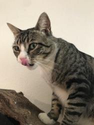 Lost Male Cat last seen Dirt palace, San Joaquin County, CA 95304