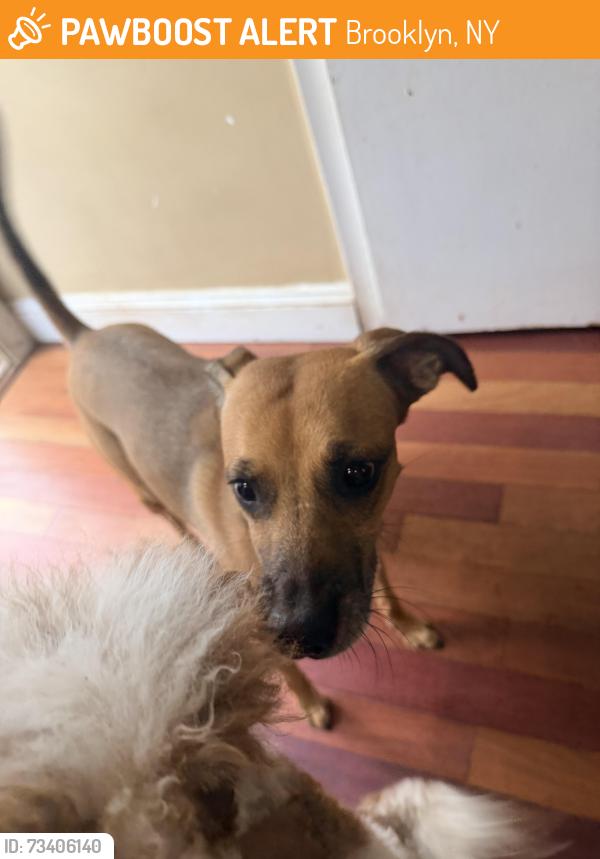 Found/Stray Female Dog last seen found in my backyard on Belmont Avenue Between Handrix and Van siclen, Brooklyn, NY 11207