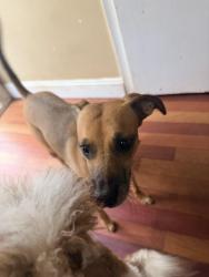 Found/Stray Female Dog last seen found in my backyard on Belmont Avenue Between Handrix and Van siclen, Brooklyn, NY 11207