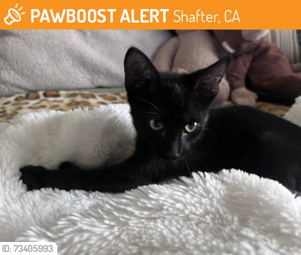 Found/Stray Unknown Cat last seen seventh standard road, Shafter, CA 93312
