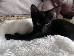 Found/Stray Unknown Cat last seen seventh standard road, Shafter, CA 93312