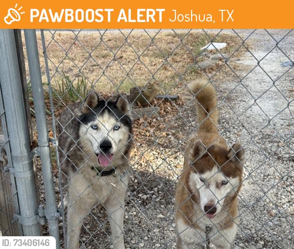 Found/Stray Unknown Dog last seen Near & 805 & Woodview Dr., Joshua, TX 76058