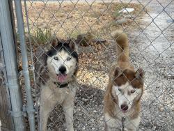 Found/Stray Unknown Dog last seen Near & 805 & Woodview Dr., Joshua, TX 76058