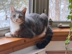 Lost Male Cat last seen Rue De Bondville and Rue McPherson, Lac-Brome, QC J0E 1V0