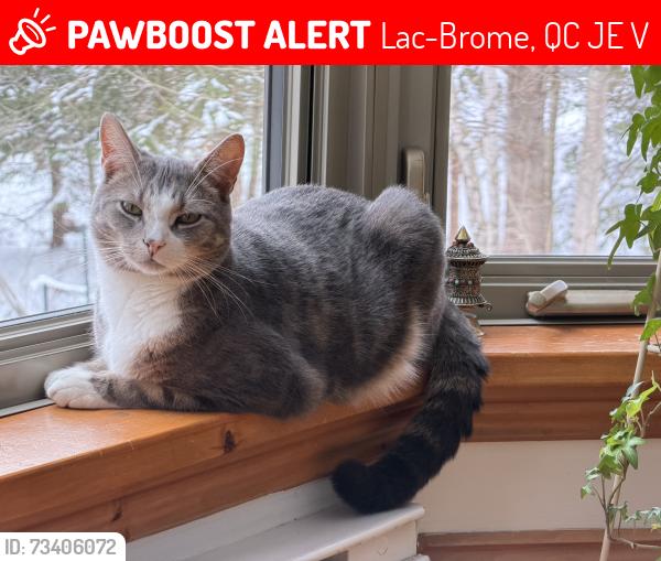 Lost Male Cat last seen Rue De Bondville and Rue McPherson, Lac-Brome, QC J0E 1V0