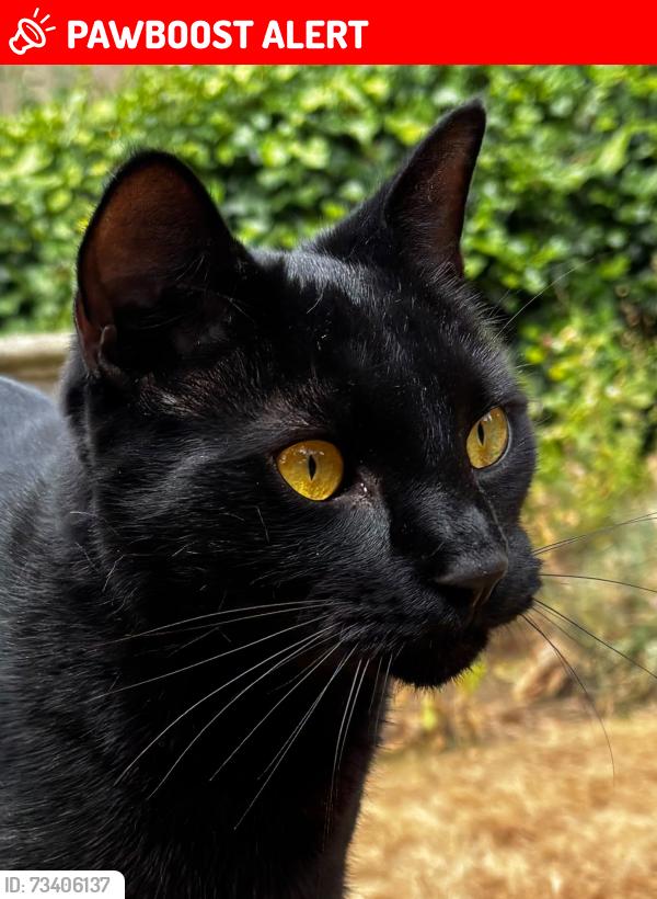 Lost Male Cat last seen Near The Rising Sun, Woodland, Ashburton, England TQ13 7JX