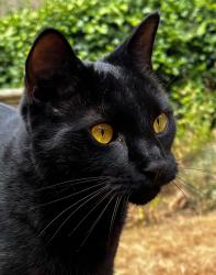 Lost Male Cat last seen Near The Rising Sun, Woodland, Ashburton, England TQ13 7JX
