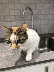 Reunited Female Cat last seen Palmers est grays Essex, Thurrock, England RM17 5QU