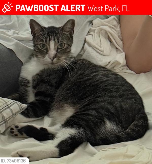 Lost Male Cat last seen Close to Lake Forest West Park| Pembroke Park, West Park, FL 33023