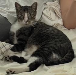 Lost Male Cat last seen Close to Lake Forest West Park| Pembroke Park, West Park, FL 33023