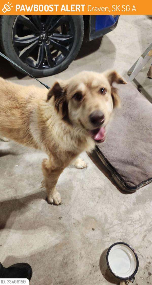 Found/Stray Female Dog last seen Craven, Craven, SK S0G 0A1