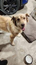 Found/Stray Female Dog last seen Craven, Craven, SK S0G 0A1