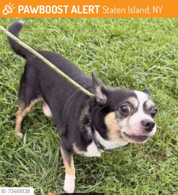Found/Stray Male Dog last seen Snug Harbor, Staten Island, NY 10310