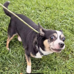 Found/Stray Male Dog last seen Snug Harbor, Staten Island, NY 10310