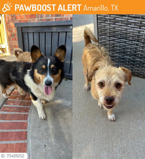 Found/Stray Male Dog last seen Greenways park, Amarillo, TX 79119