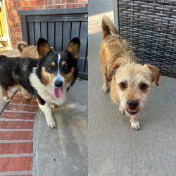 Found/Stray Male Dog last seen Greenways park, Amarillo, TX 79119