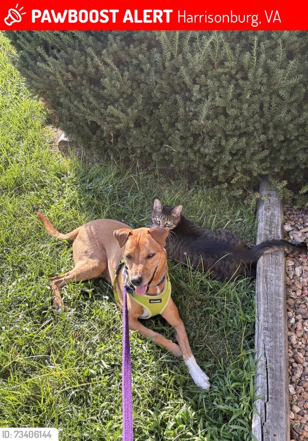 Lost Male Dog last seen Fox s, Harrisonburg, VA 22801