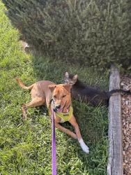 Lost Male Dog last seen Fox s, Harrisonburg, VA 22801